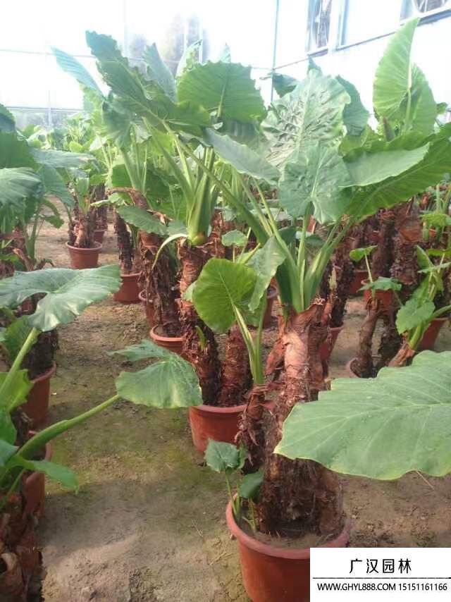 滴水觀音 滴水觀音