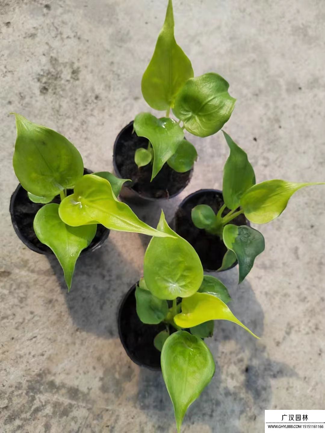 滴水觀音 滴水觀音