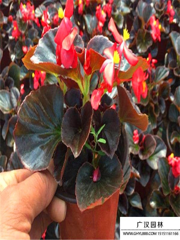 四季海棠 四季海棠