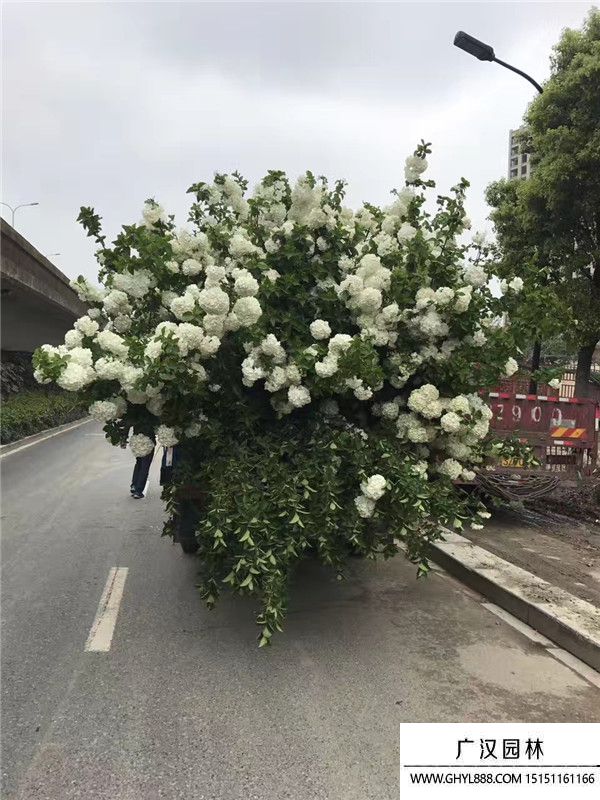 木繡球花 木繡球花