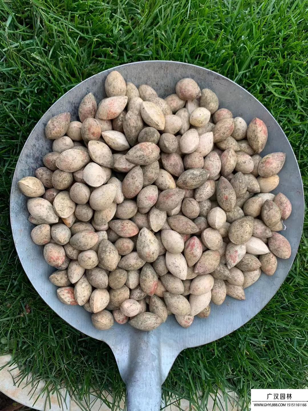 銀杏種子 銀杏種子