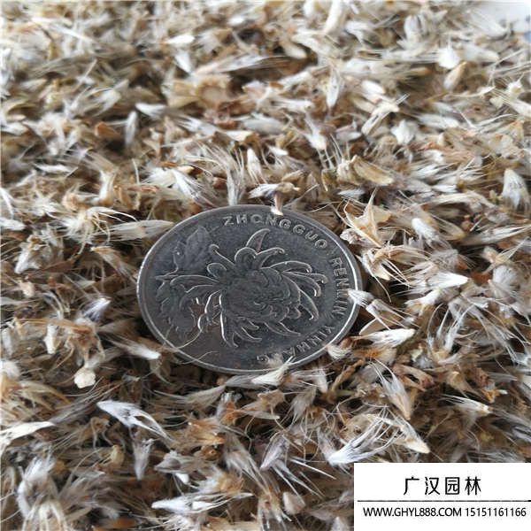 天人菊種子 天人菊種子