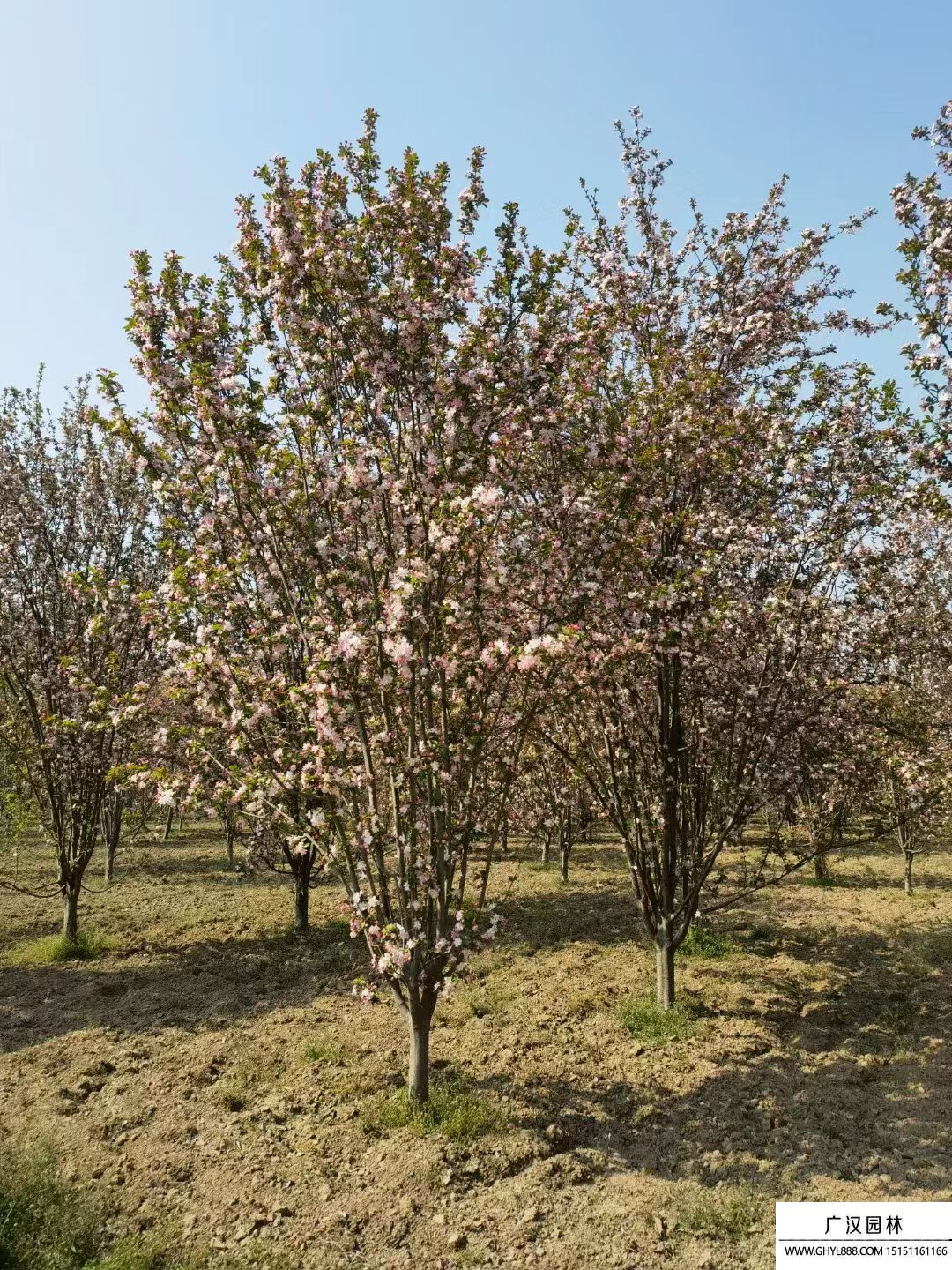 西府海棠 西府海棠