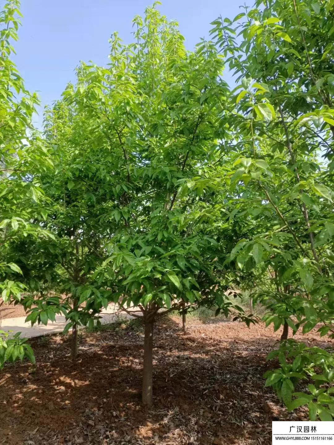 二喬玉蘭 二喬玉蘭