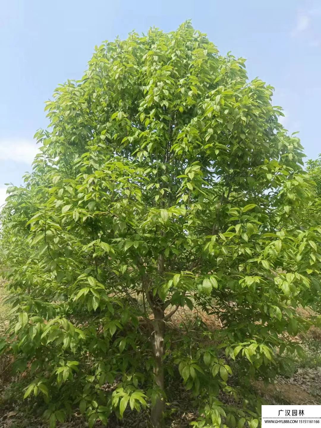 二喬玉蘭 二喬玉蘭