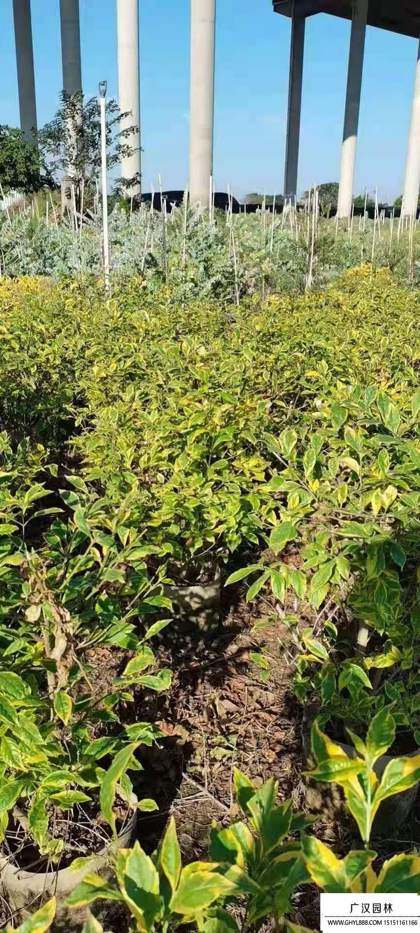 金葉假連翹 金葉假連翹