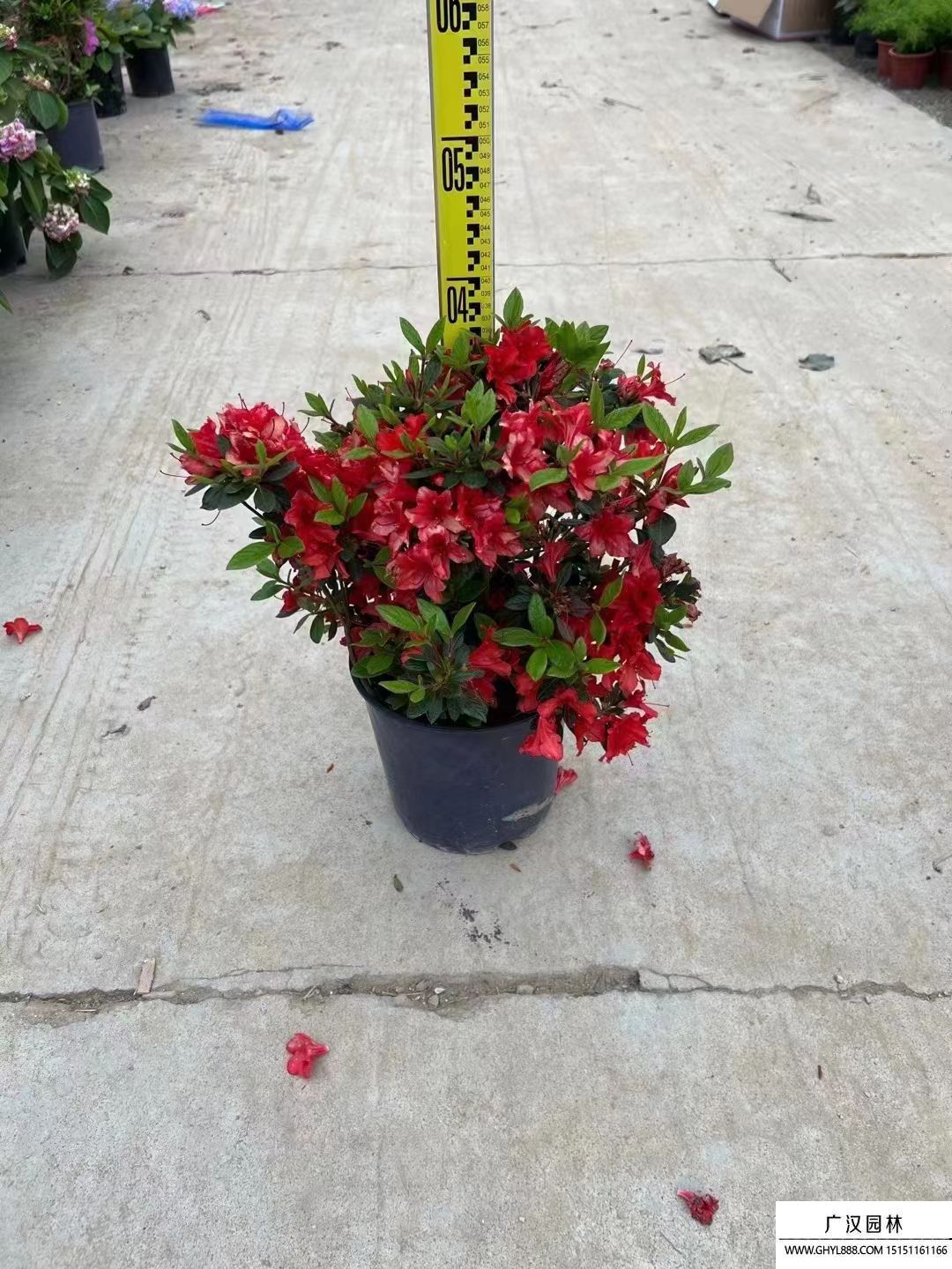 安酷杜鵑 安酷杜鵑