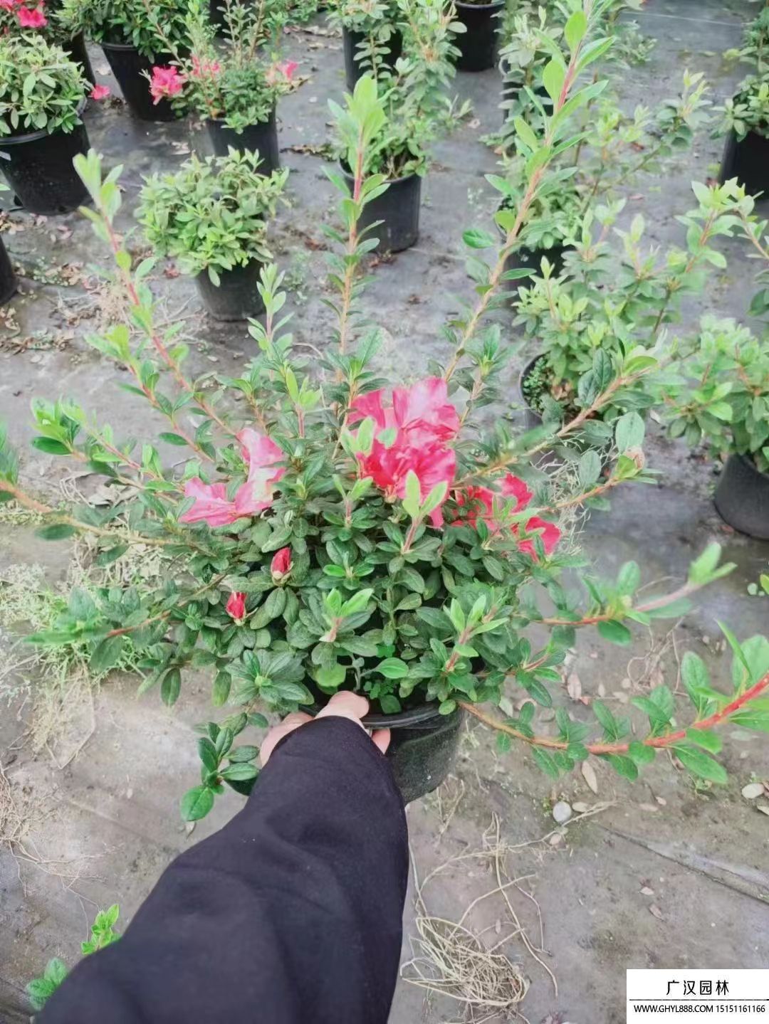 安酷杜鵑 安酷杜鵑