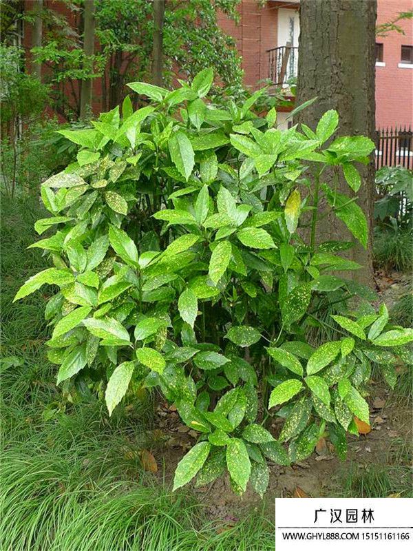 桃葉珊瑚 桃葉珊瑚