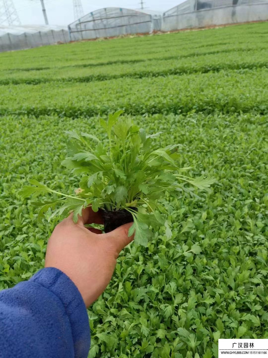 冰島虞美人 冰島虞美人