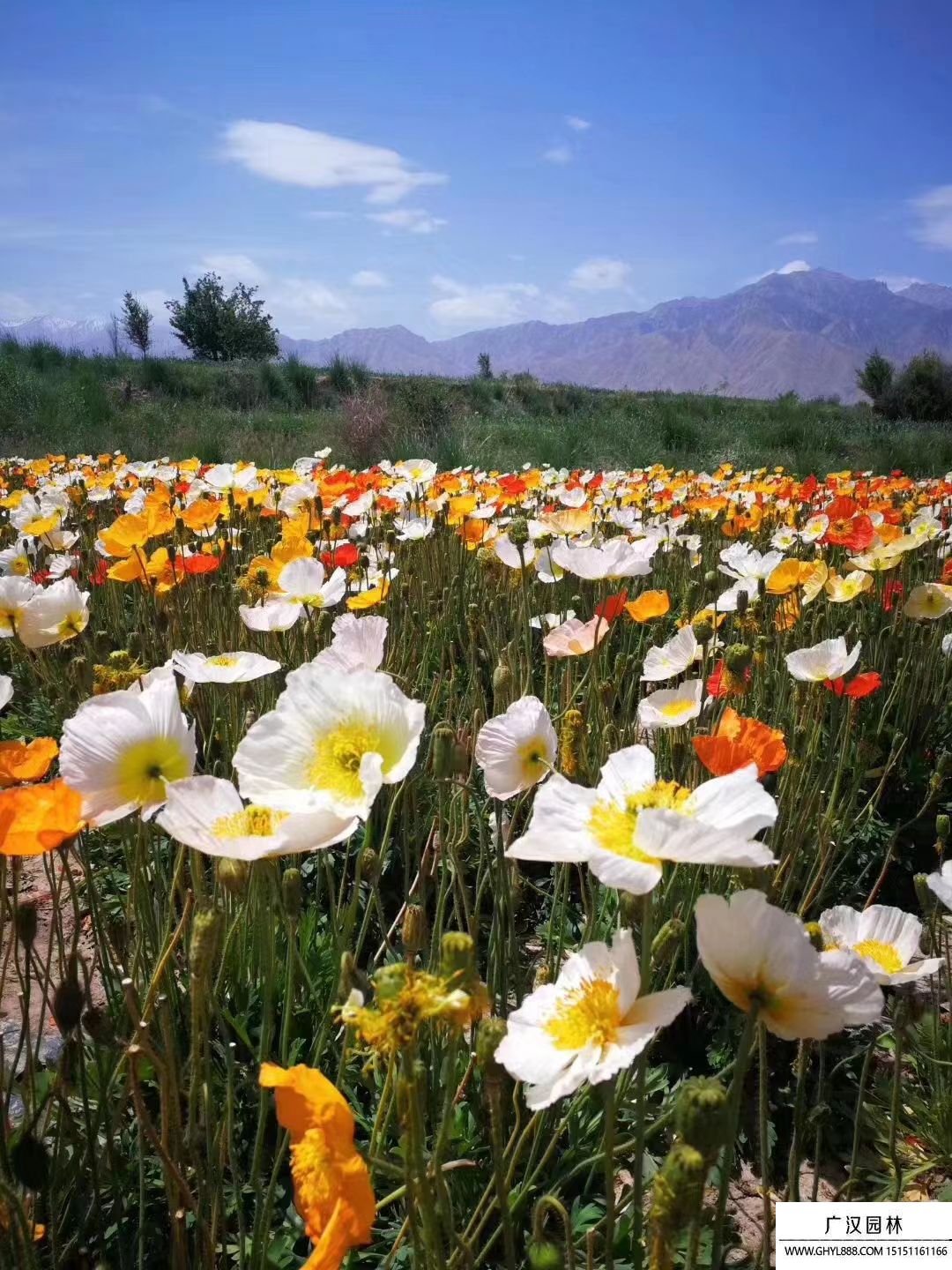 冰島虞美人 冰島虞美人