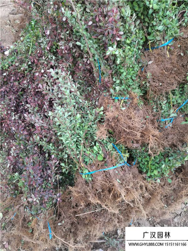 紅葉小檗 紅葉小檗