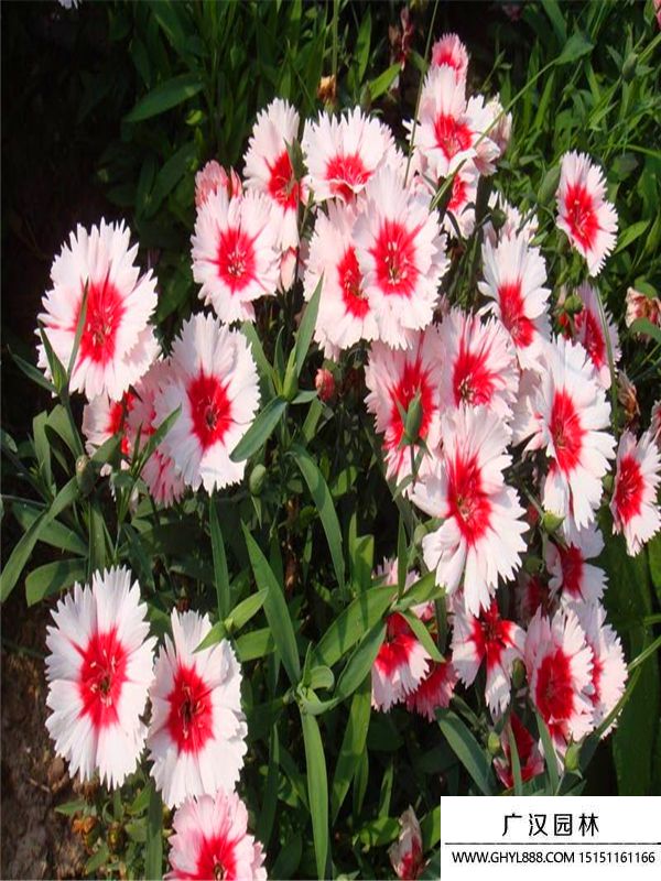 五彩石竹 五彩石竹