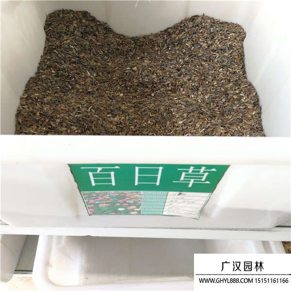 百日草種子 百日草種子