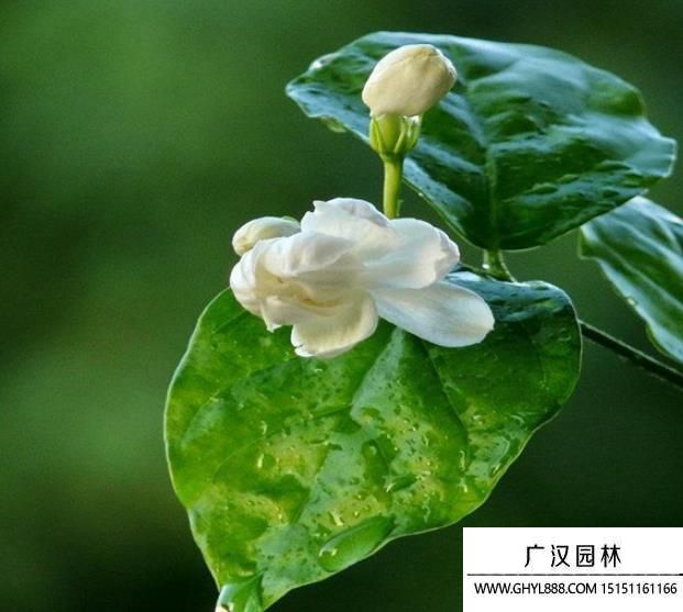 茉莉花 茉莉花