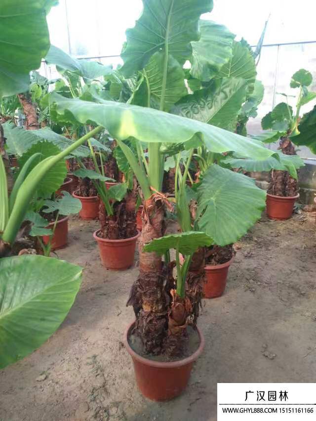 滴水觀音 滴水觀音