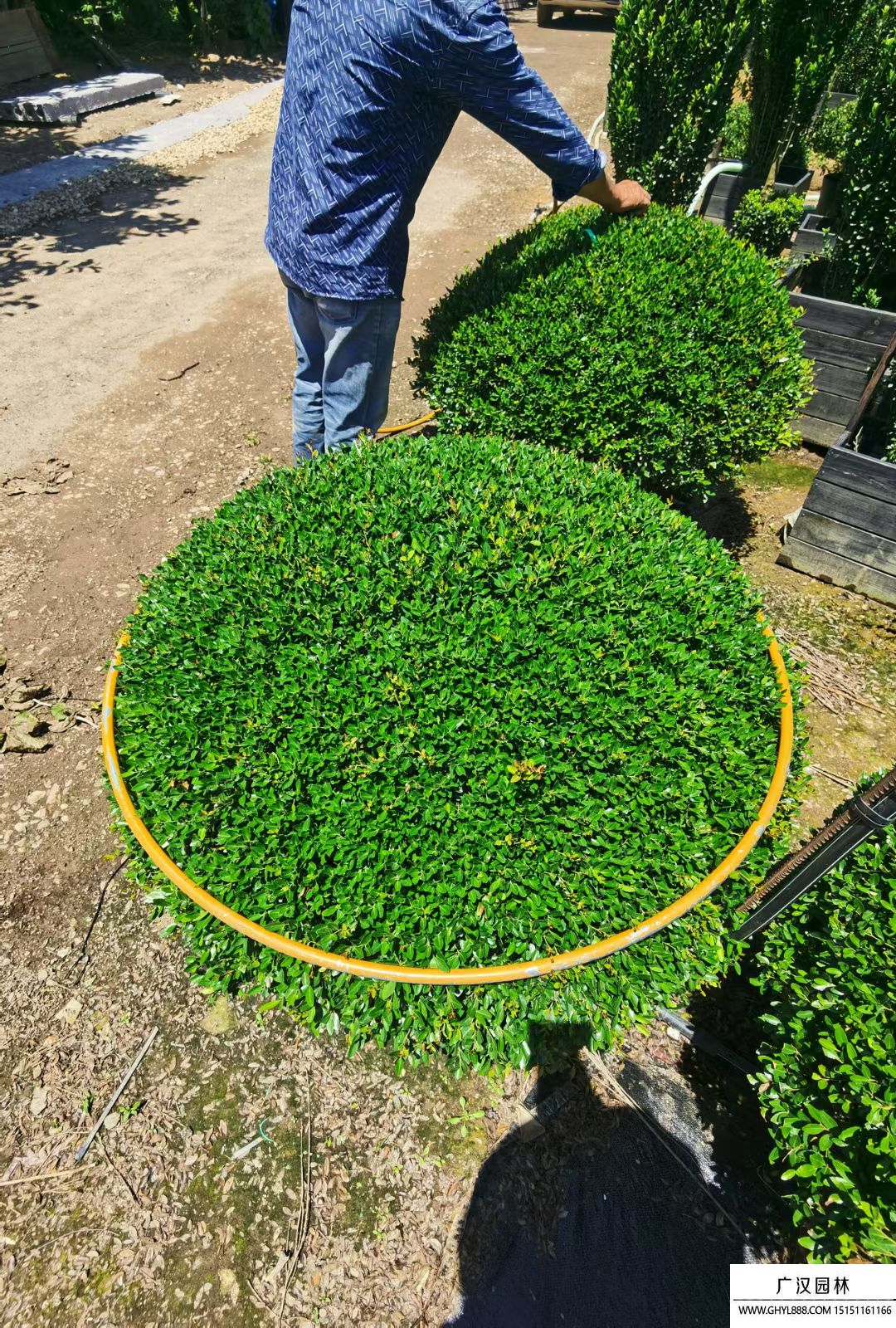 冬青先令球 冬青先令球