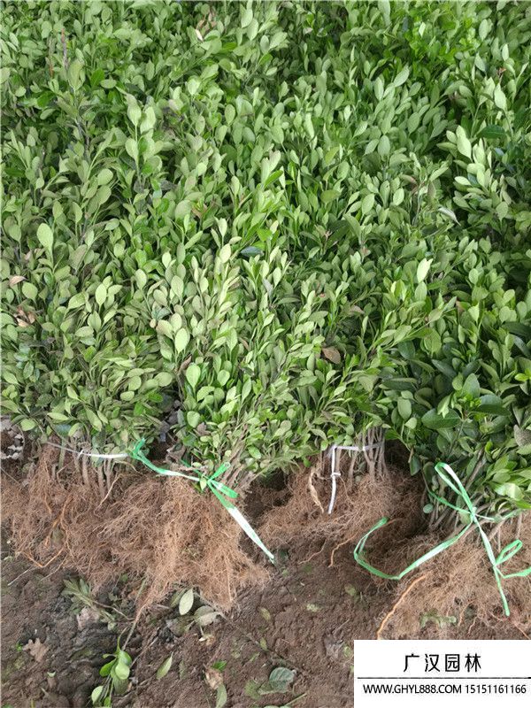 大葉黃楊苗 大葉黃楊苗