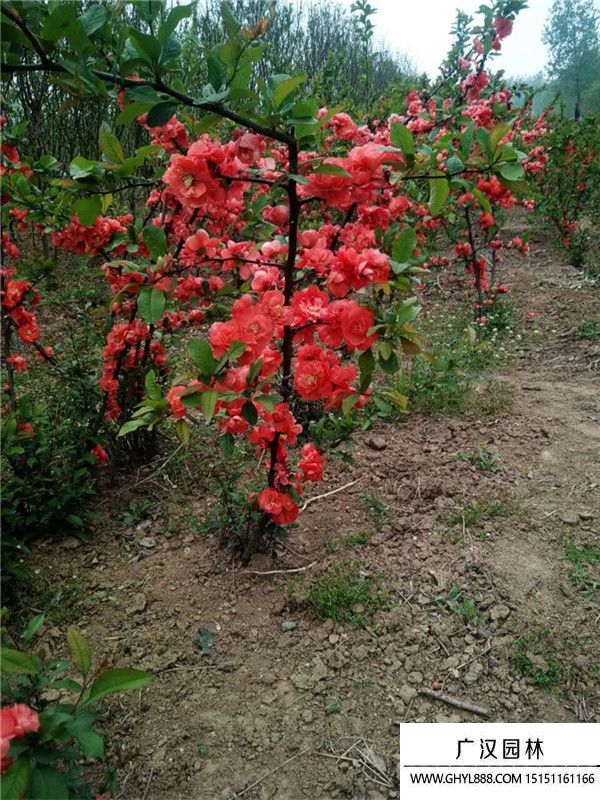 貼梗海棠 貼梗海棠