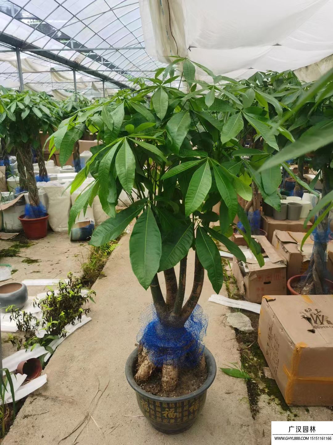 發(fā)財樹 發(fā)財樹