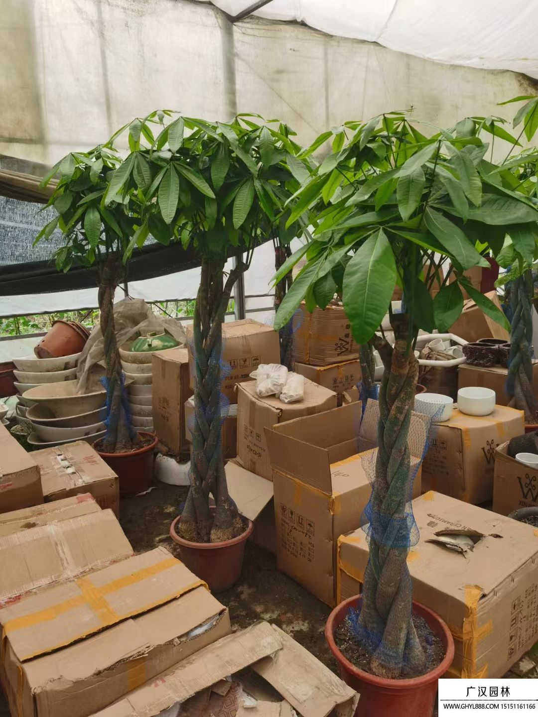 發(fā)財樹 發(fā)財樹