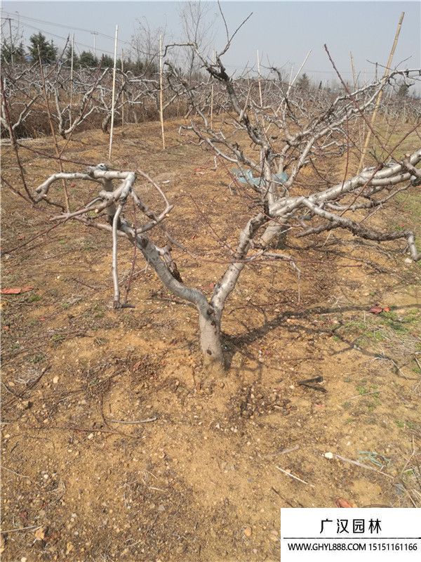 桃樹(shù) 桃樹(shù)