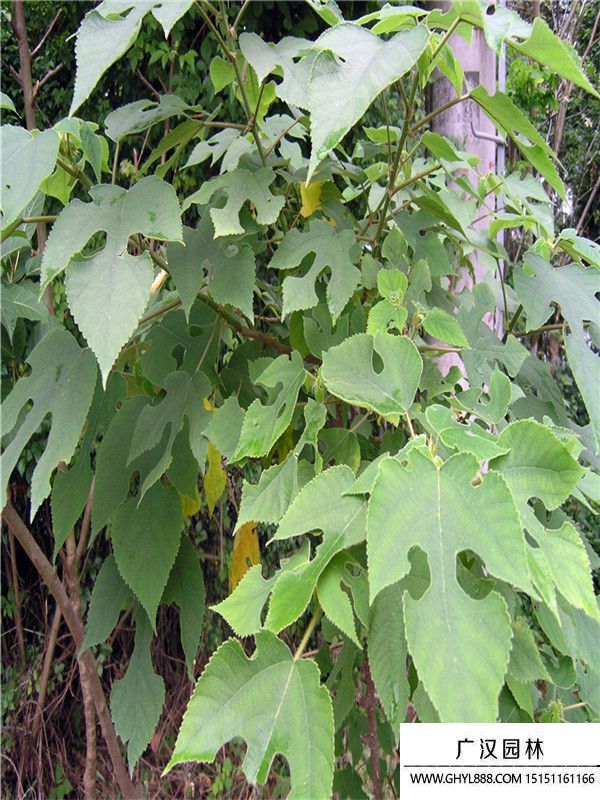 構(gòu)樹(shù) 構(gòu)樹(shù)