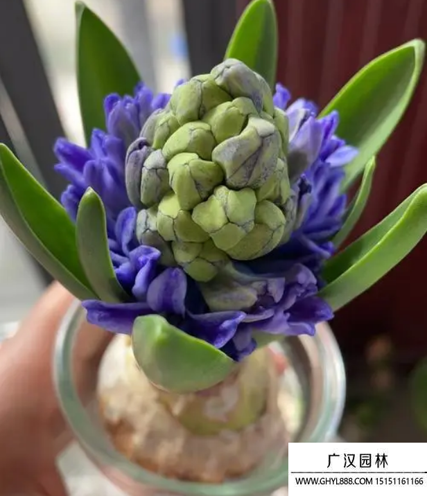 風(fēng)信子 風(fēng)信子