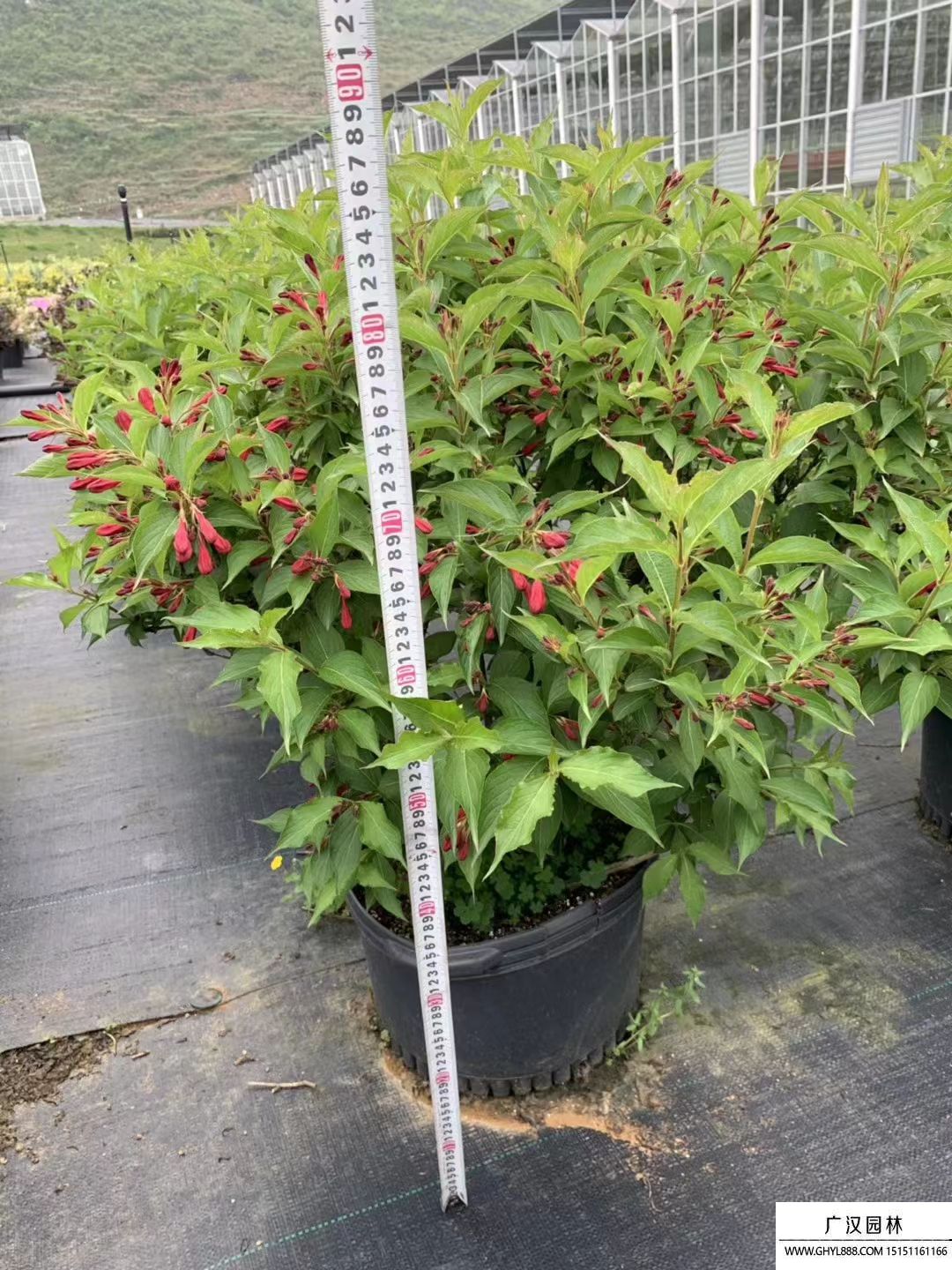 紅王子錦帶 紅王子錦帶