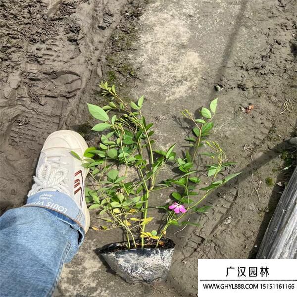 豐花月季 豐花月季