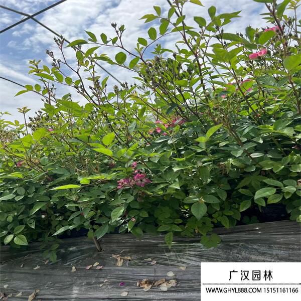 豐花月季 豐花月季