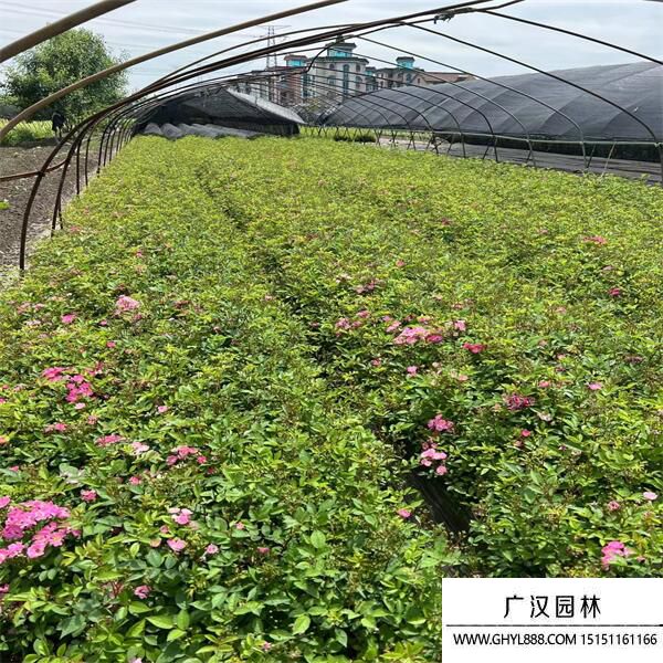 豐花月季 豐花月季