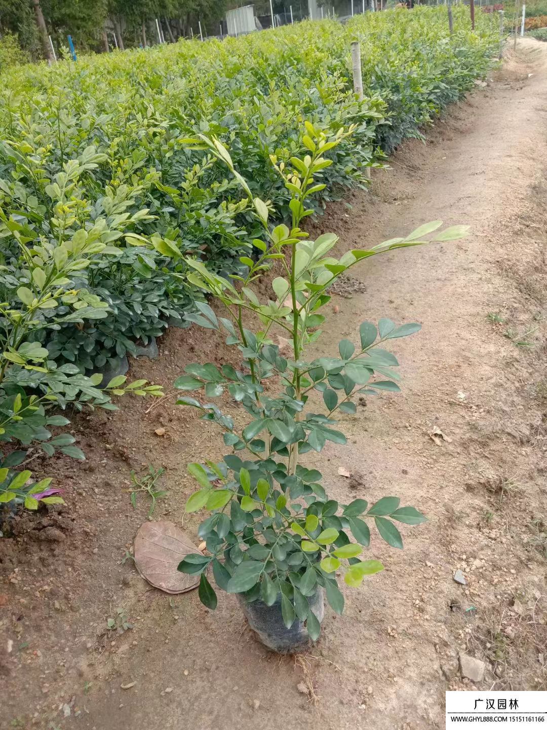 九里香苗 九里香苗