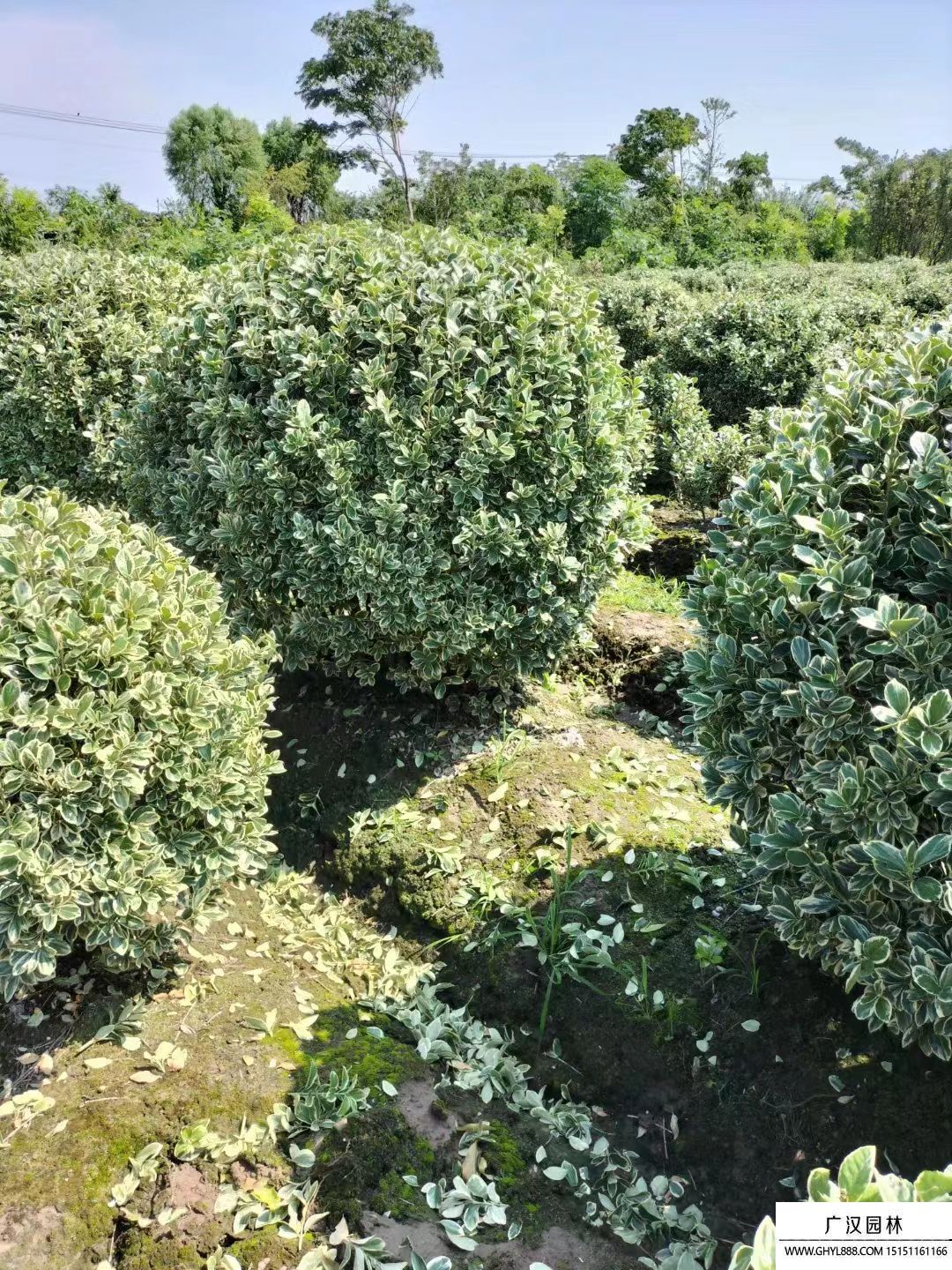 金邊黃楊球 金邊黃楊球