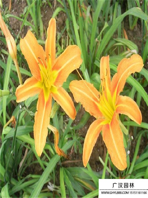 大花萱草 大花萱草