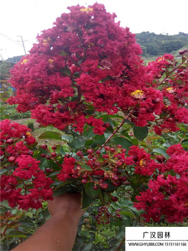 紅火箭紫薇 紅火箭紫薇