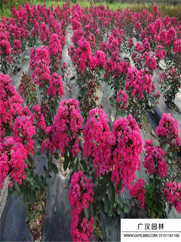 紅火箭紫薇 紅火箭紫薇