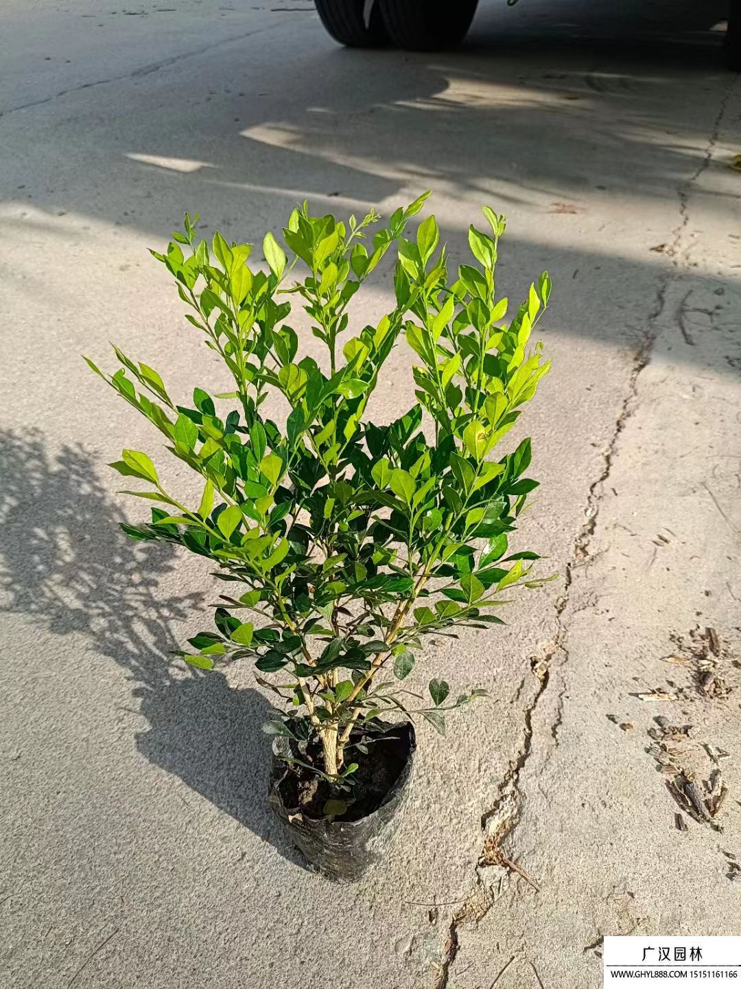 九里香苗 九里香苗