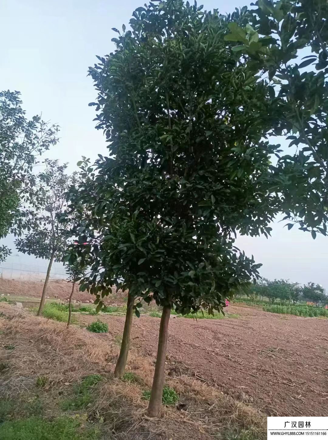 冬青樹(shù) 冬青樹(shù)