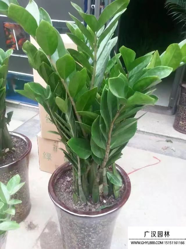 金錢(qián)樹(shù) 金錢(qián)樹(shù)