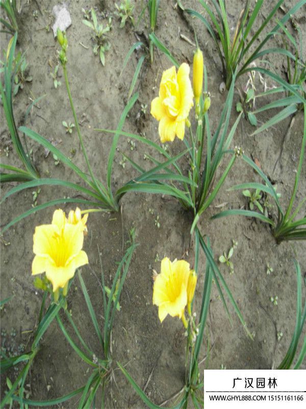 大花萱草 大花萱草