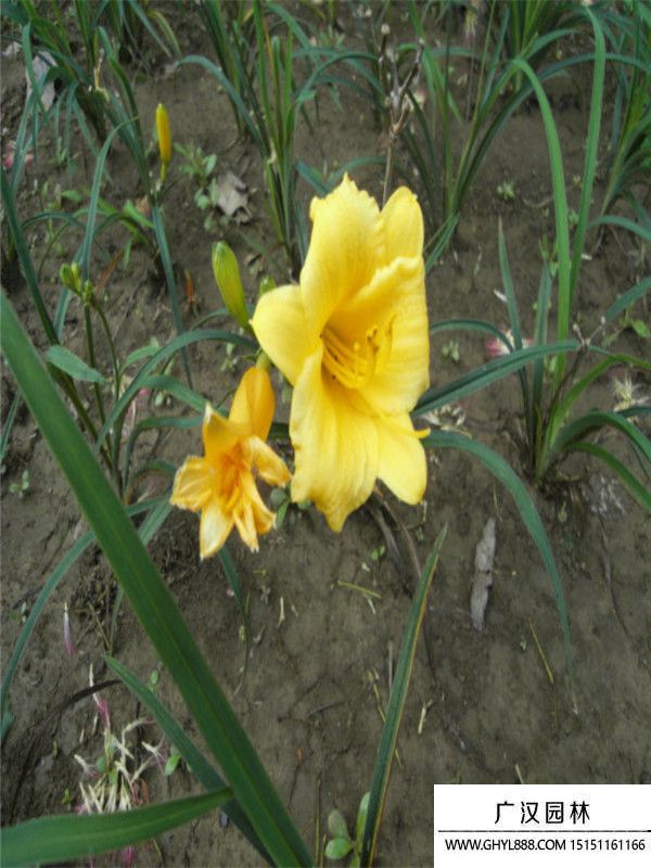 大花萱草 大花萱草