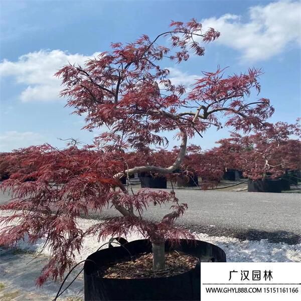 日本羽毛楓 日本羽毛楓