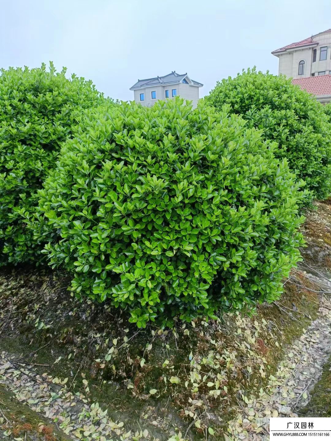 大葉黃楊球 大葉黃楊球