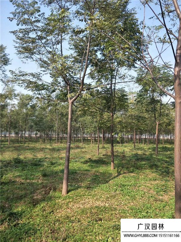 苦楝樹(shù) 苦楝樹(shù)