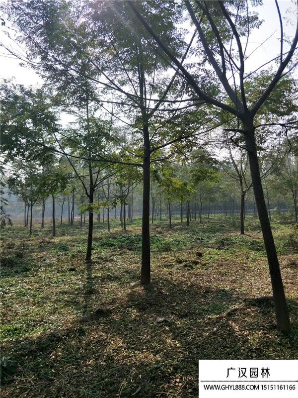 苦楝樹(shù) 苦楝樹(shù)