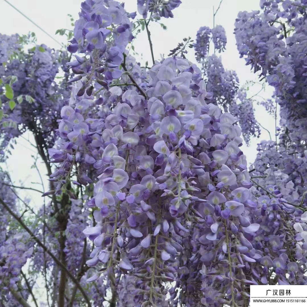 紫藤樹(shù) 紫藤樹(shù)