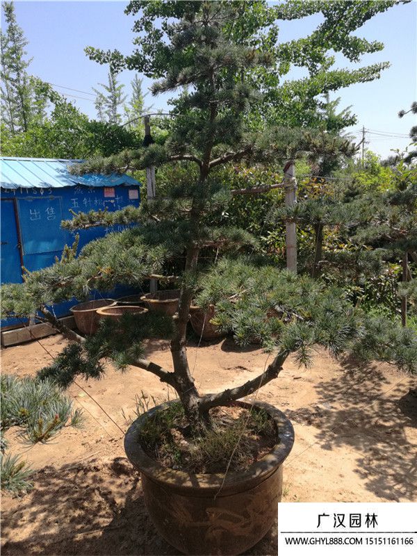 五針?biāo)? 五針?biāo)?