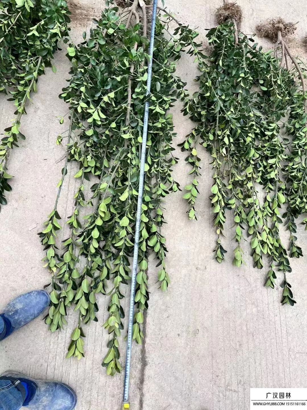 萬(wàn)年青 萬(wàn)年青