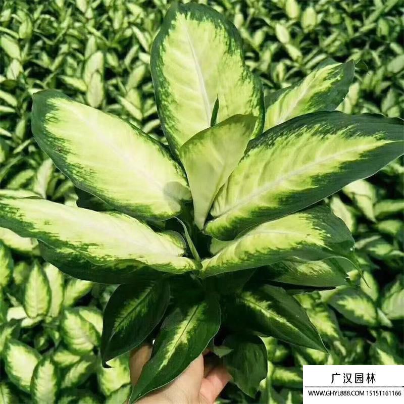 萬(wàn)年青 萬(wàn)年青